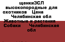 щенкиЗСЛ высокопородные для охотников › Цена ­ 10 000 - Челябинская обл. Животные и растения » Собаки   . Челябинская обл.